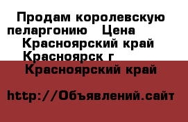 Продам королевскую пеларгонию › Цена ­ 450 - Красноярский край, Красноярск г.  »    . Красноярский край